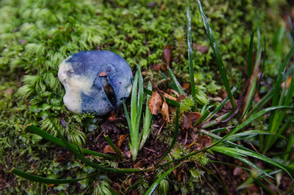 Mushroom on Lake Waikaremoana Great Walk