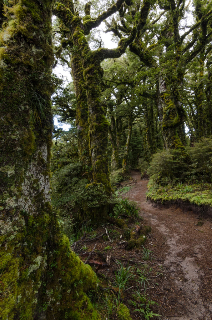 Lake Waikaremoana Great Walk