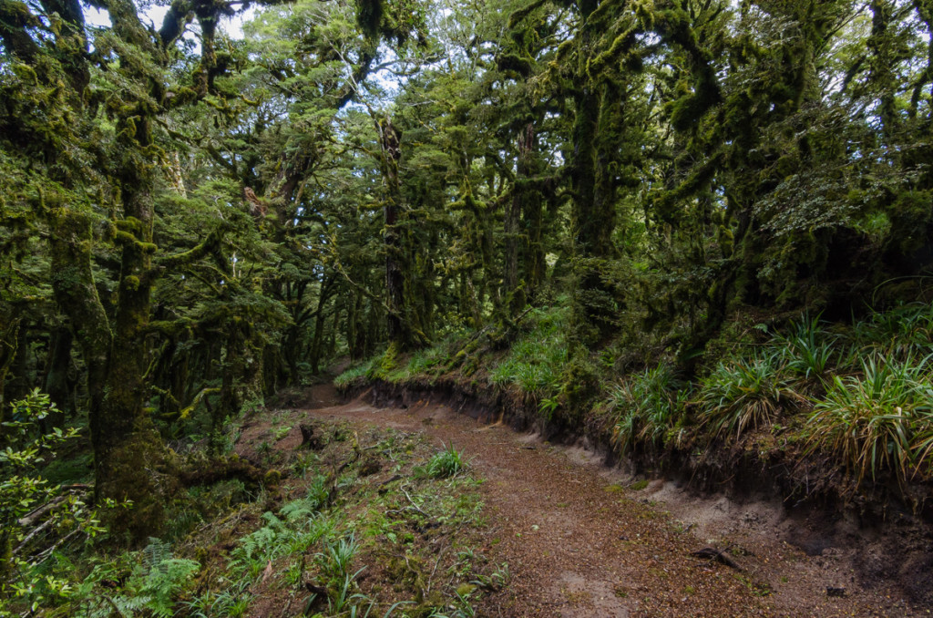 Lake Waikaremoana Great Walk