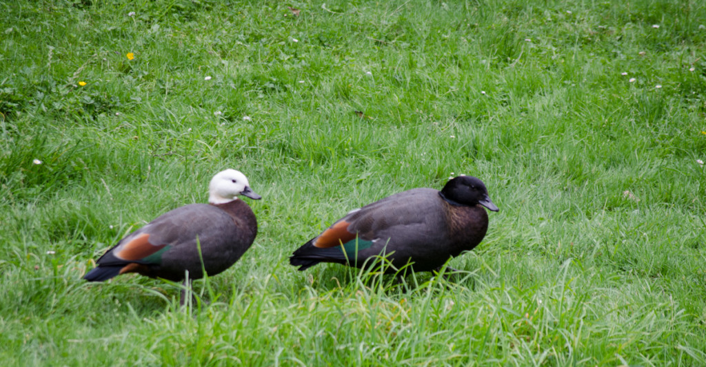 Ducks around Lake Waikaremoana