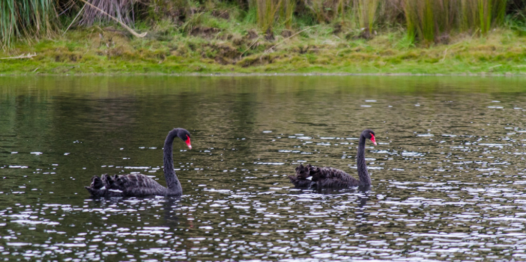 Black swans around Lake Waikaremoana