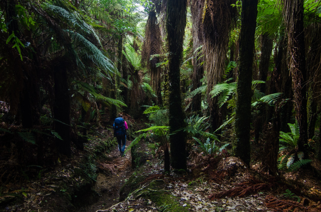 Lake Waikaremoana Great Walk