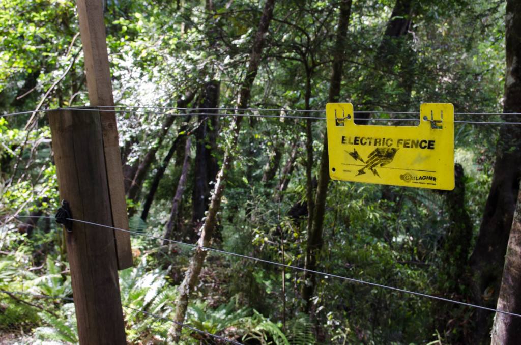 Electric fence, Lake Waikaremoana Great Walk