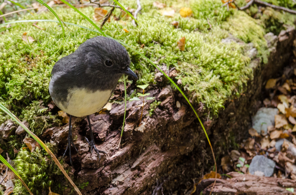 Bird on Routeburn Track