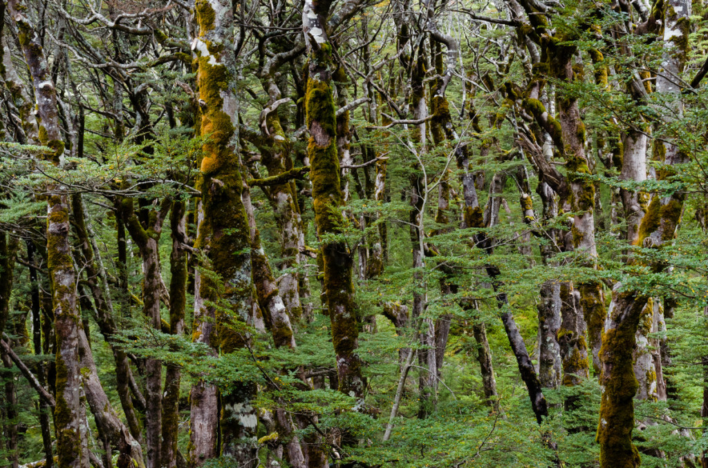 Trees around Routeburn Falls Hut