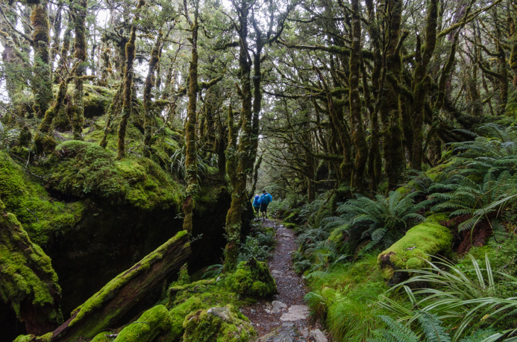 Beech forest, Routeburn Track