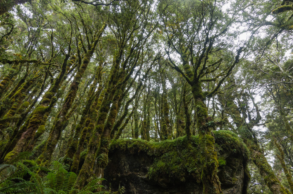 Beech forest, Routeburn Track