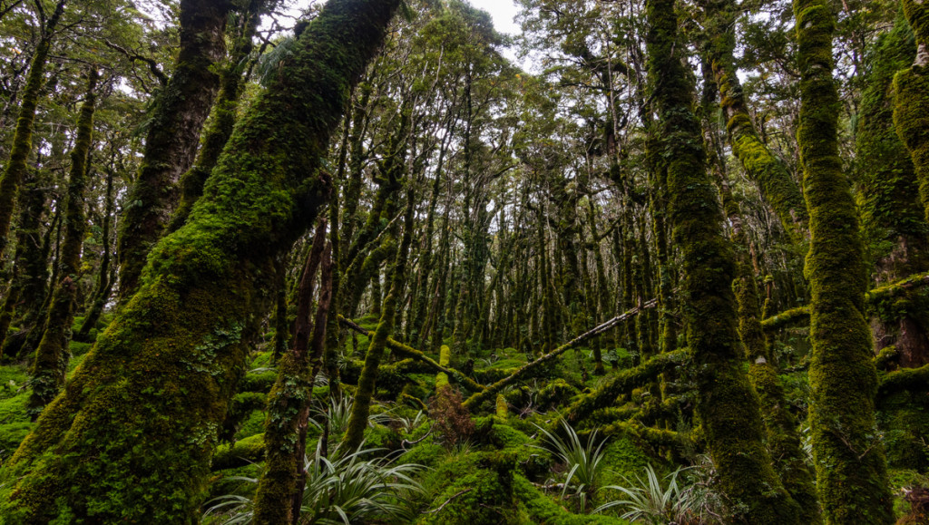 Trail to Split Rock, Routeburn Track