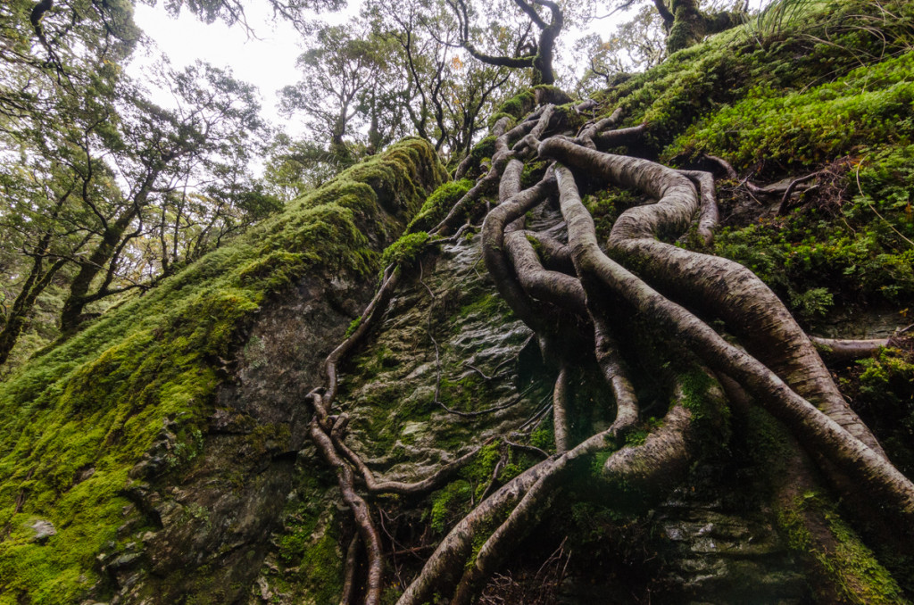 Split Rock, Routeburn Track