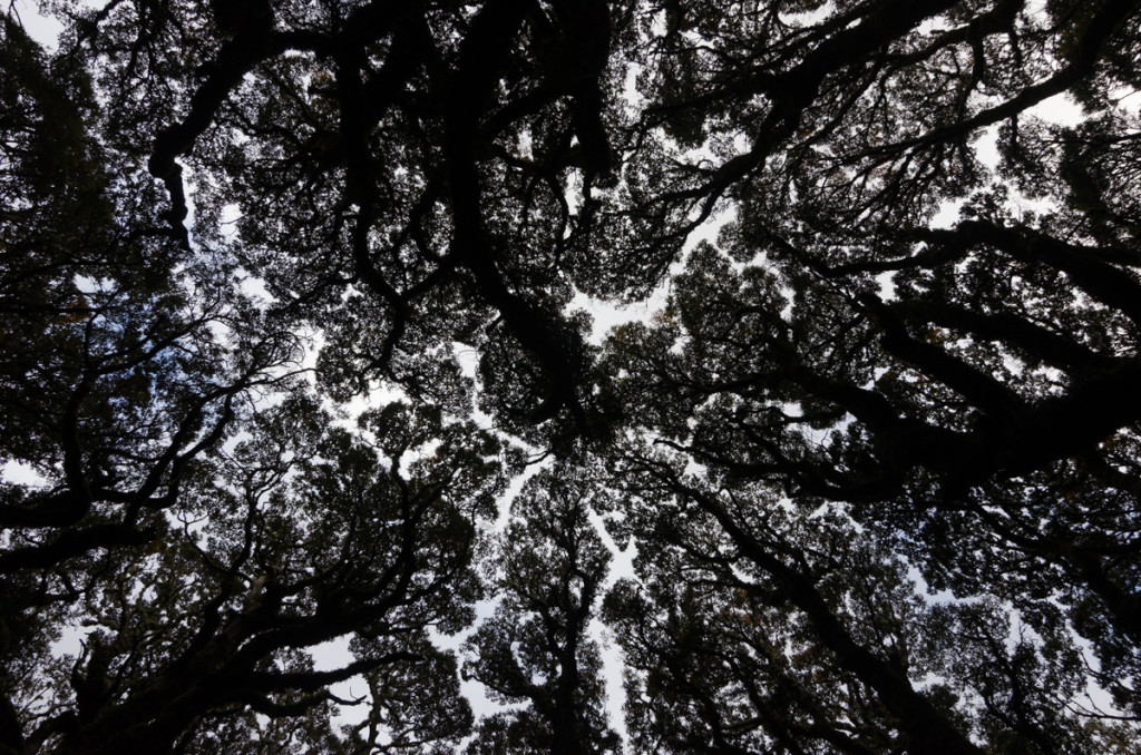 Trees around Split Rock, Routeburn Track