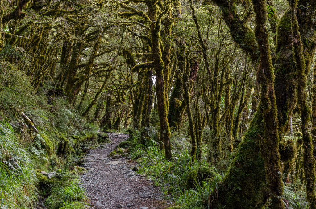 Last few kilometers of the Routeburn Track