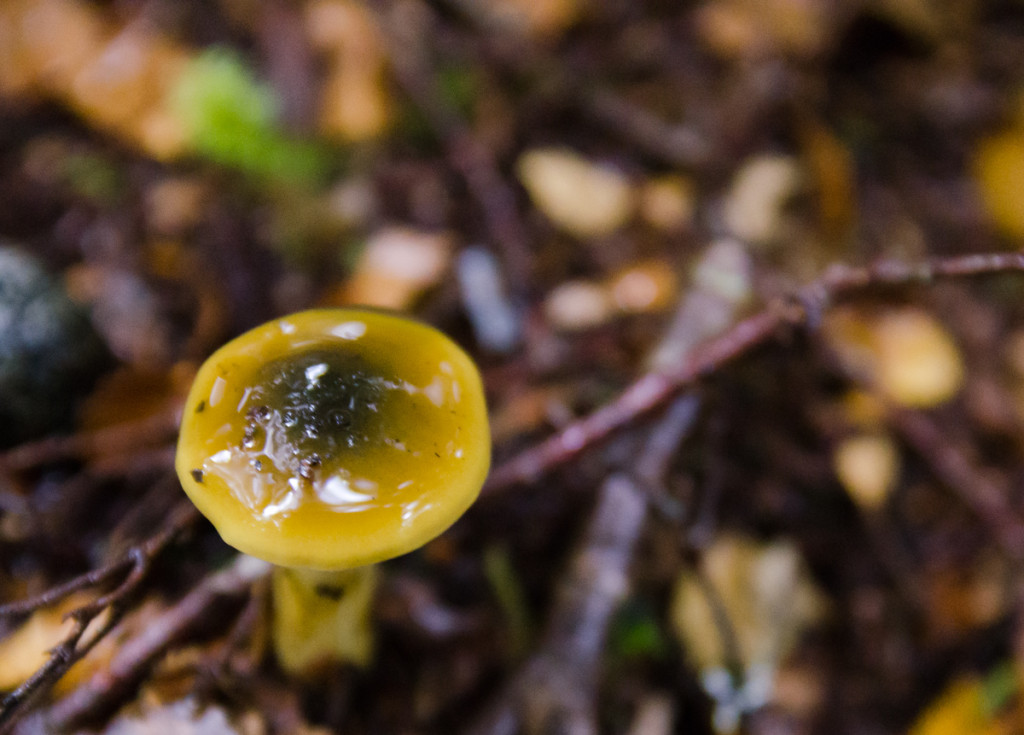 Mushroom, Milford Track