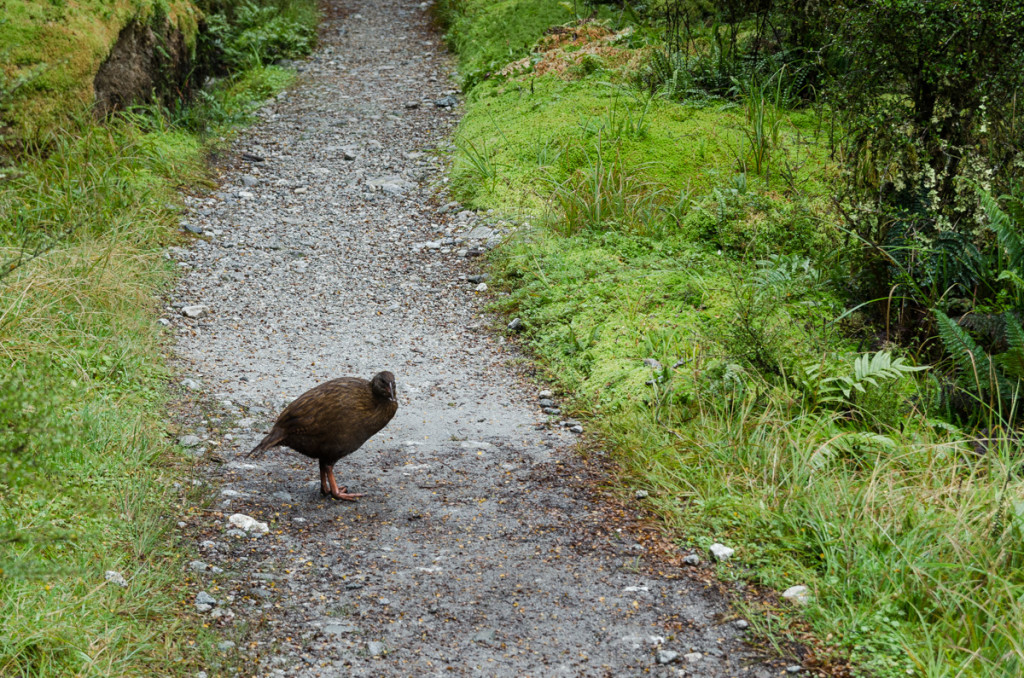 Weka, Milford Track