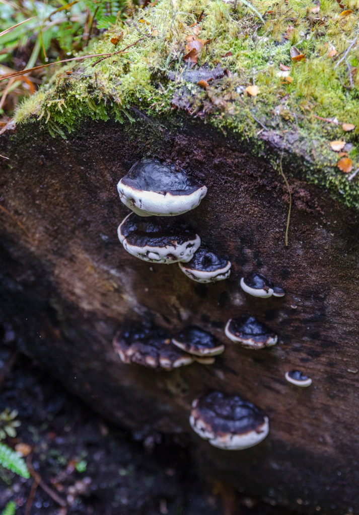 Mushrooms, Milford Track