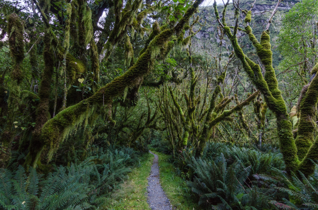 Milford Track