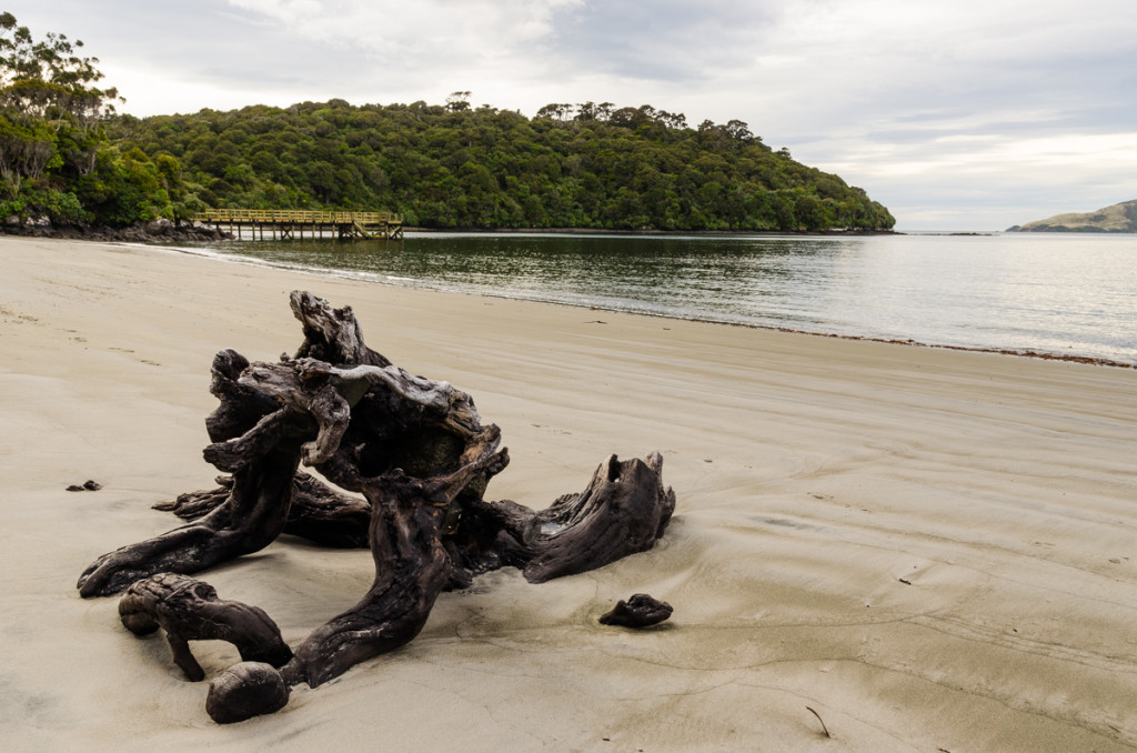 Beach around Port William Hut, Rakiura Track