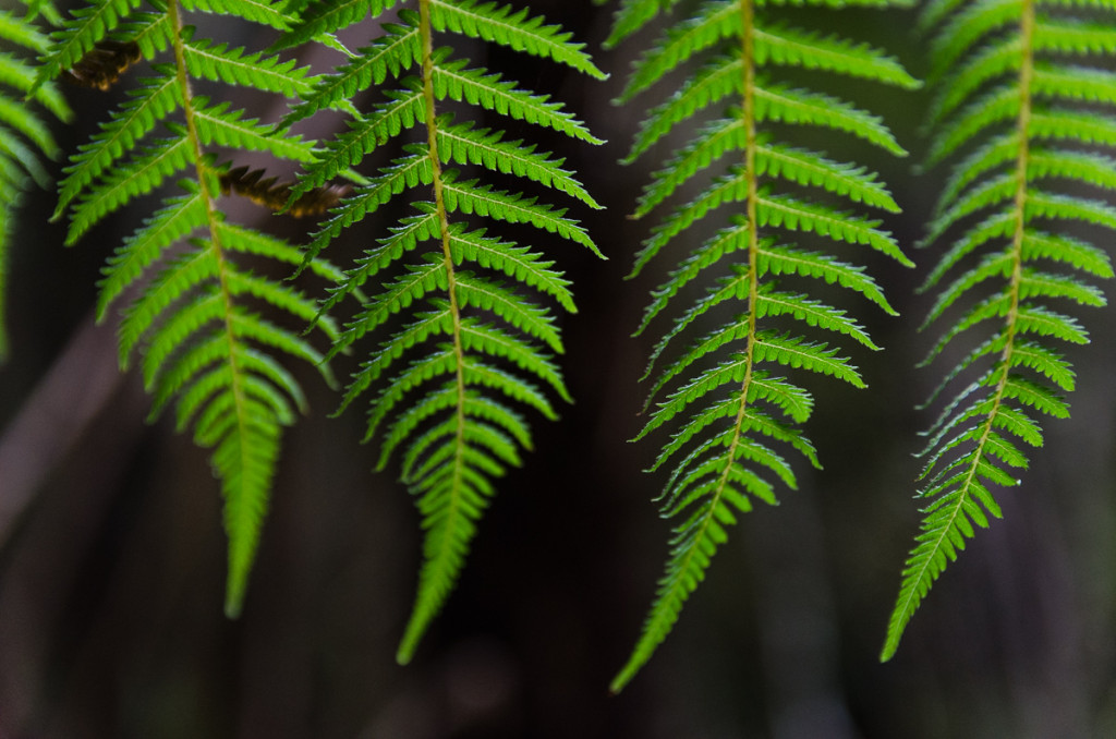 Rakiura Track