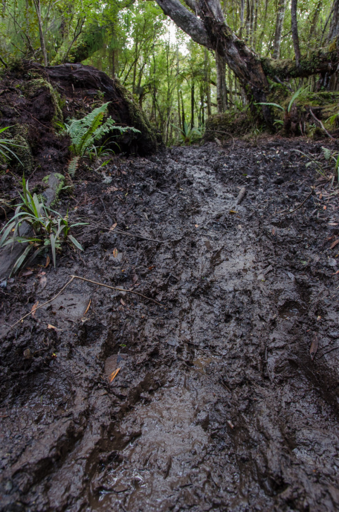 Mud on the Rakiura Track