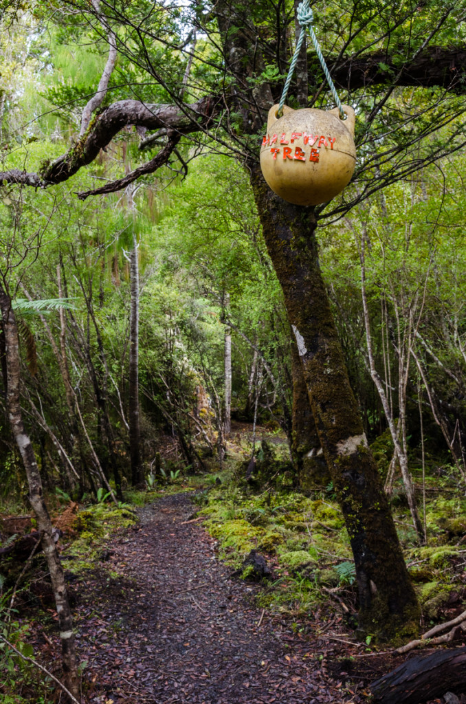 Halfway tree, Rakiura Track