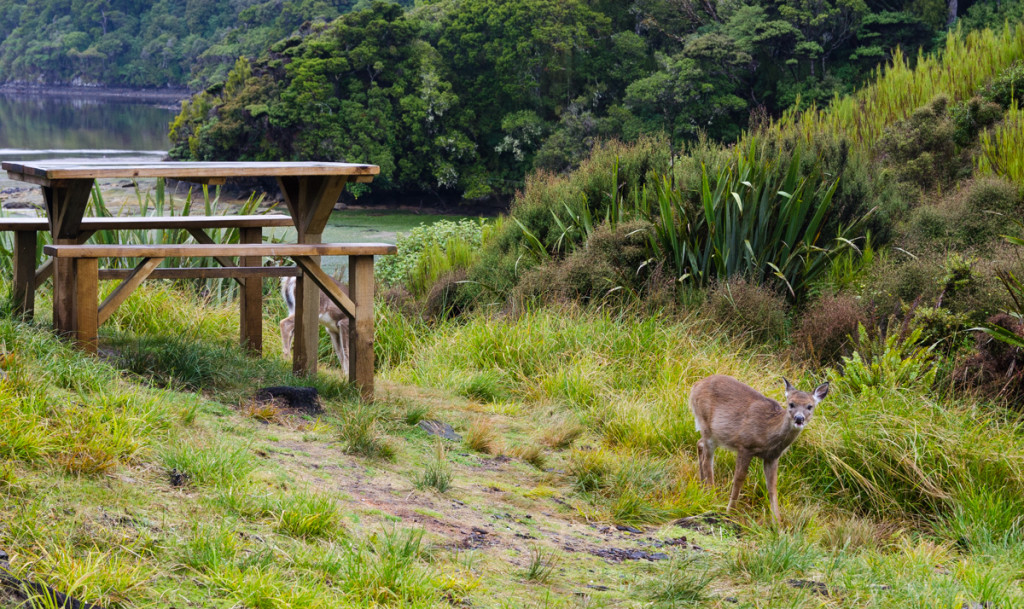 Deers by North Arm Hut, Rakiura Track