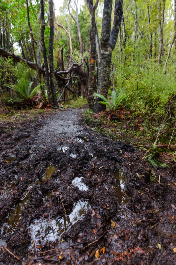 Mud on Rakiura Track