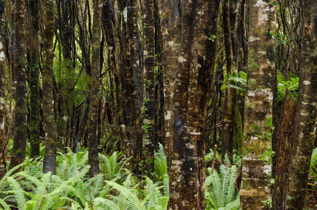 Forest, Rakiura Track