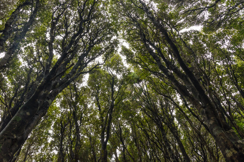 Forest, Rakiura Track