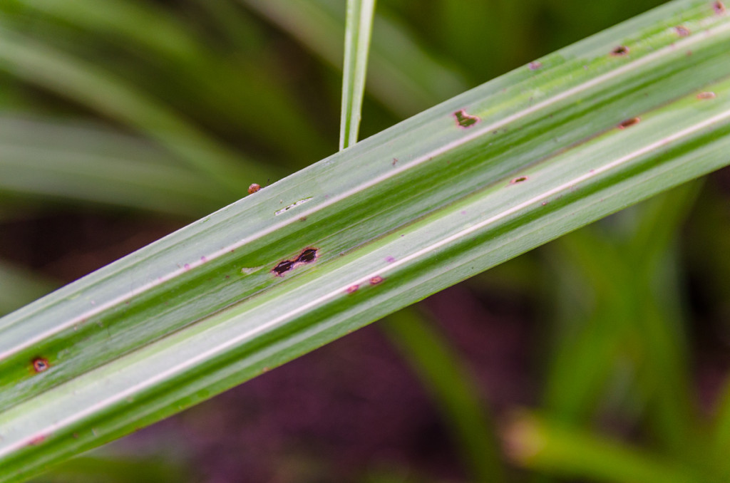 Can you spot the tiny snail?