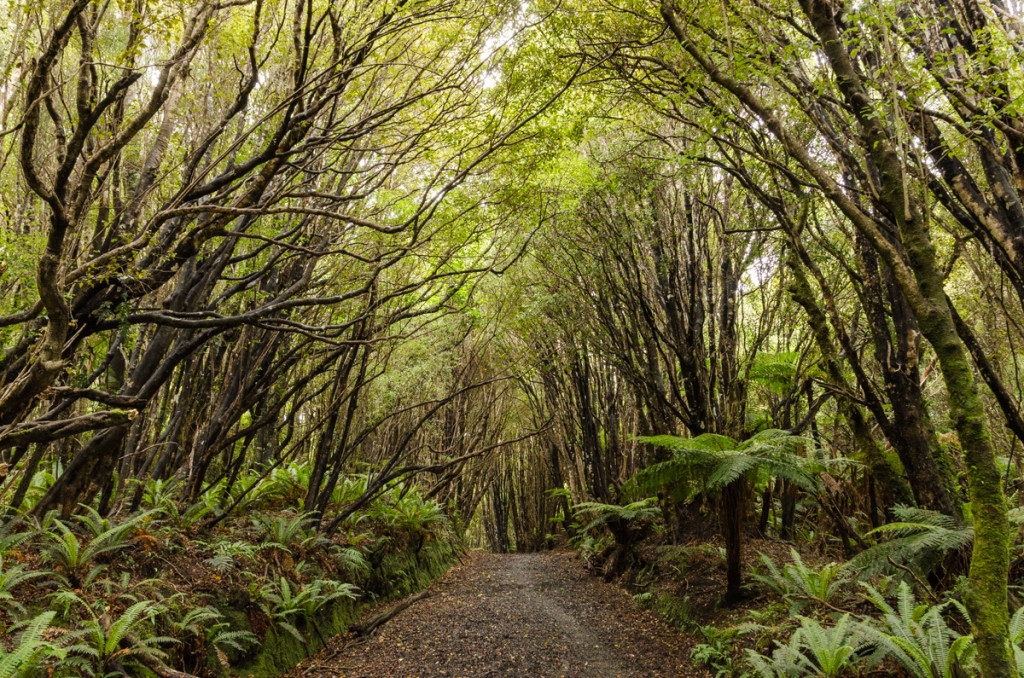 Forest, Rakiura Track