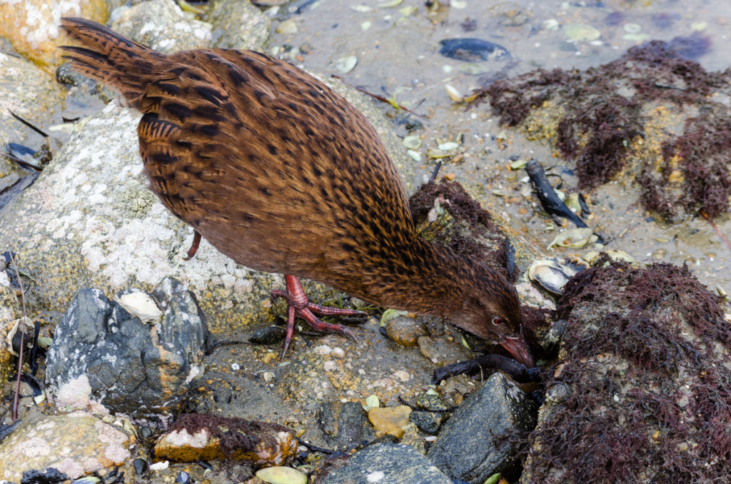 Weka, Ulva Island, New Zealand