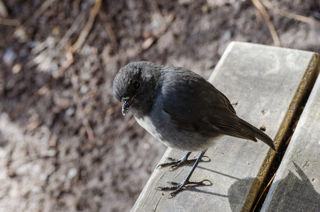 Robin, Stewart Island, New Zealand