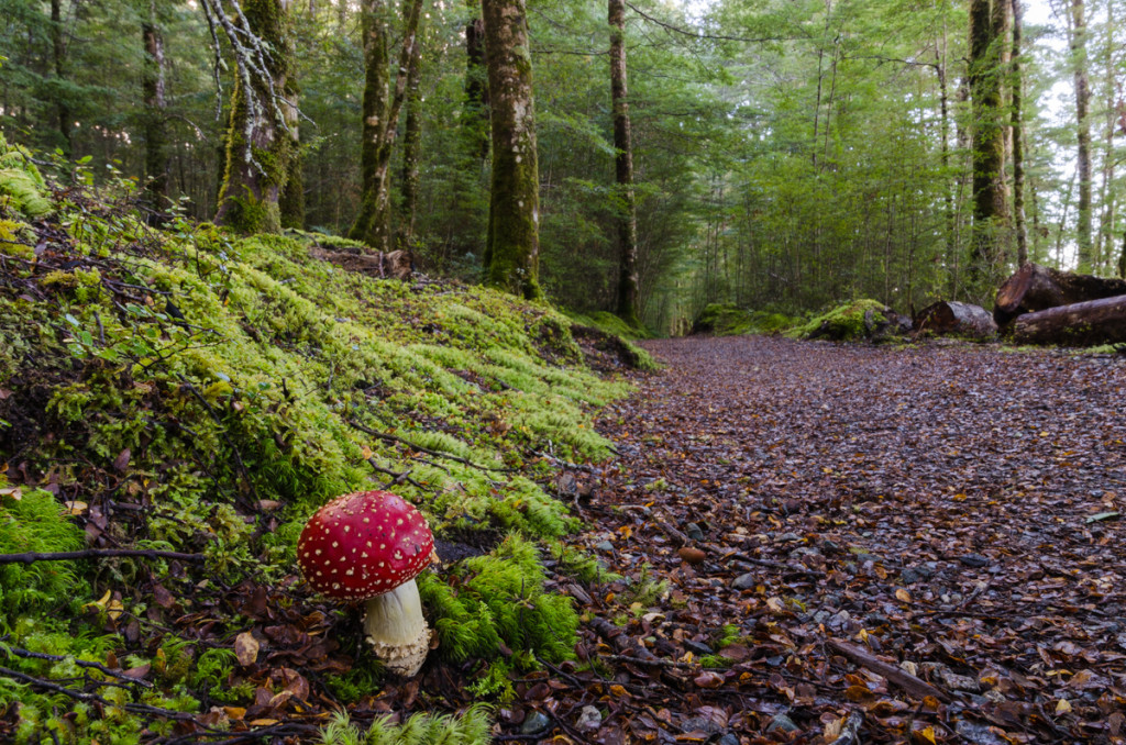 Mushrooms on the Kepler Track