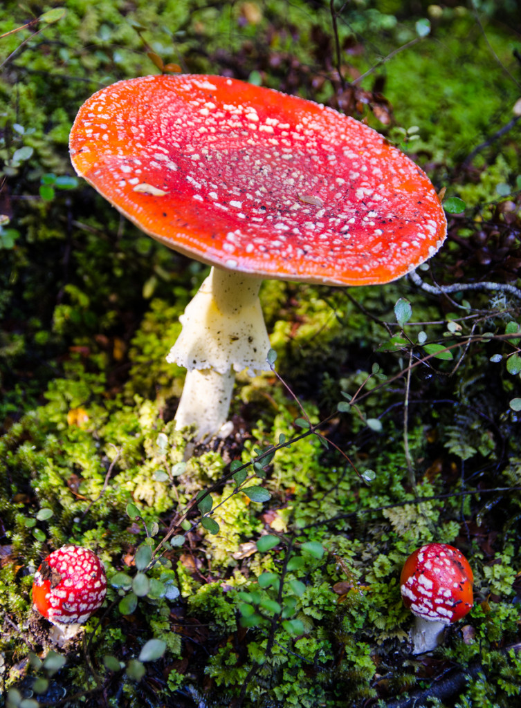 Mushrooms on the Kepler Track