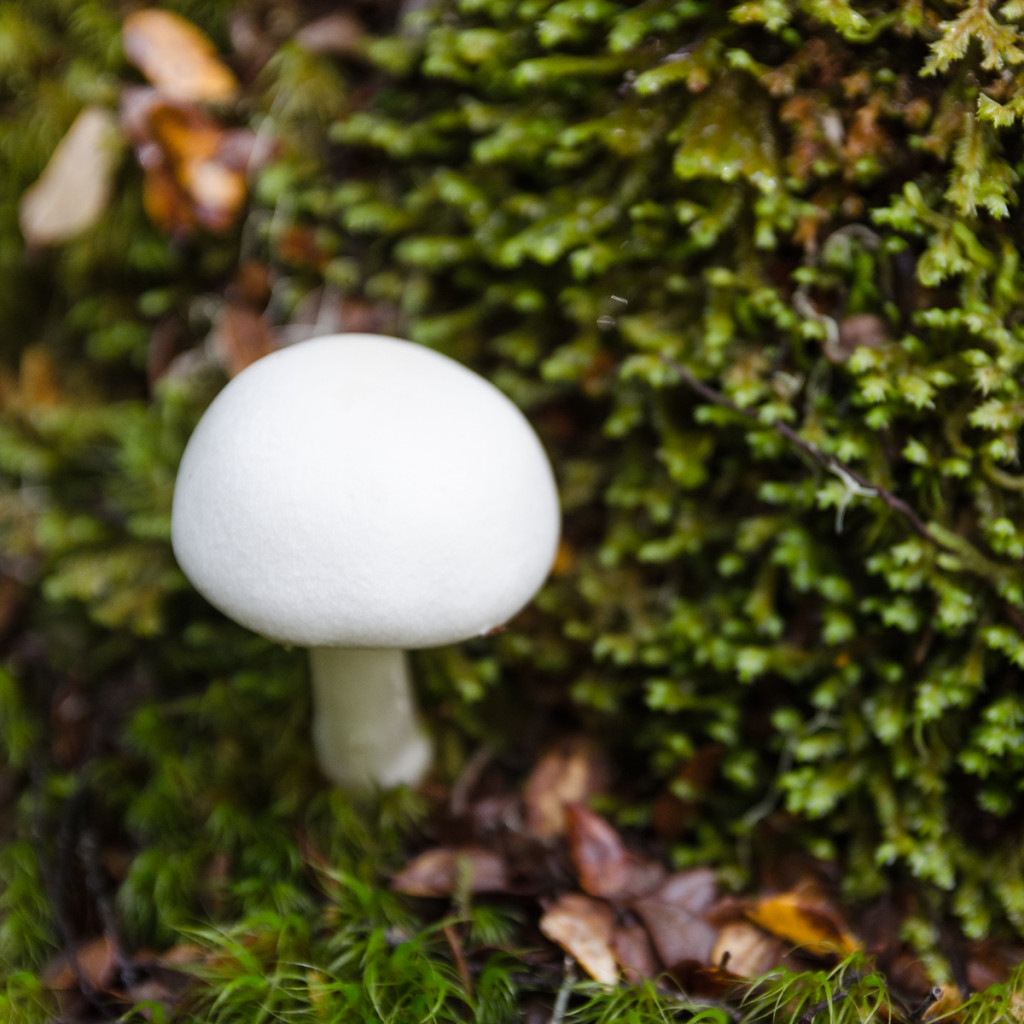 A Mushroom on the Kepler Track