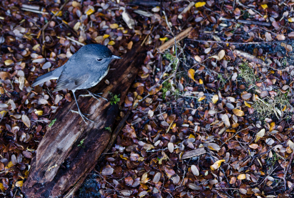 A robin at the Kepler Track