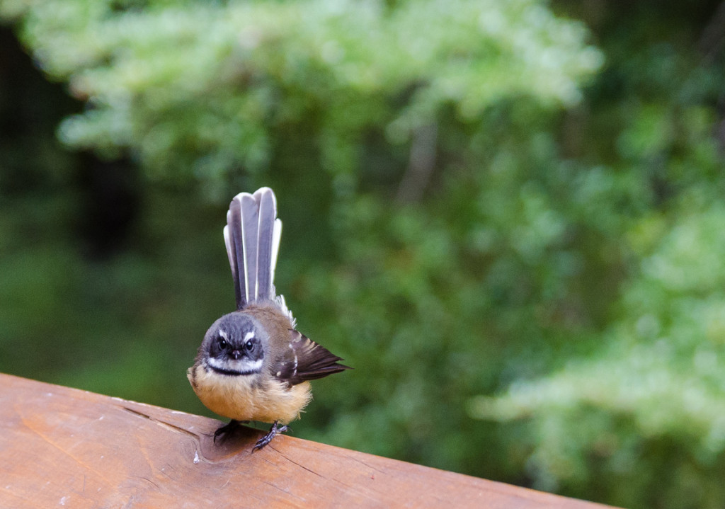 Fantail bird by Moturau Hut, Kepler Track