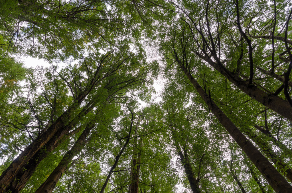 Forest, Kepler Track