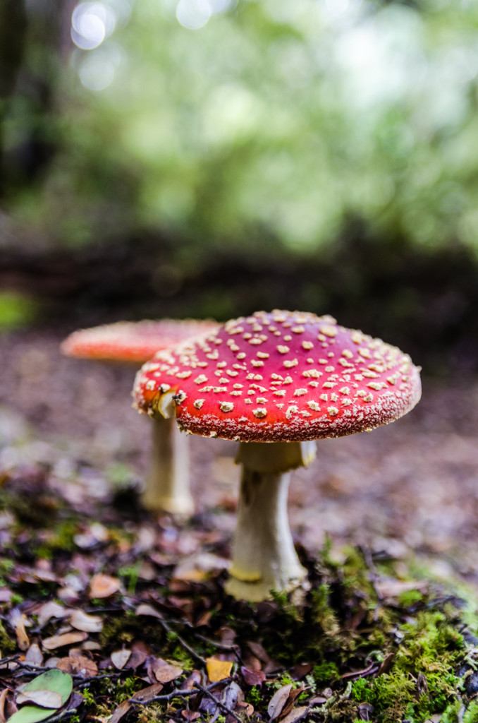 Mushroom, Kepler Track