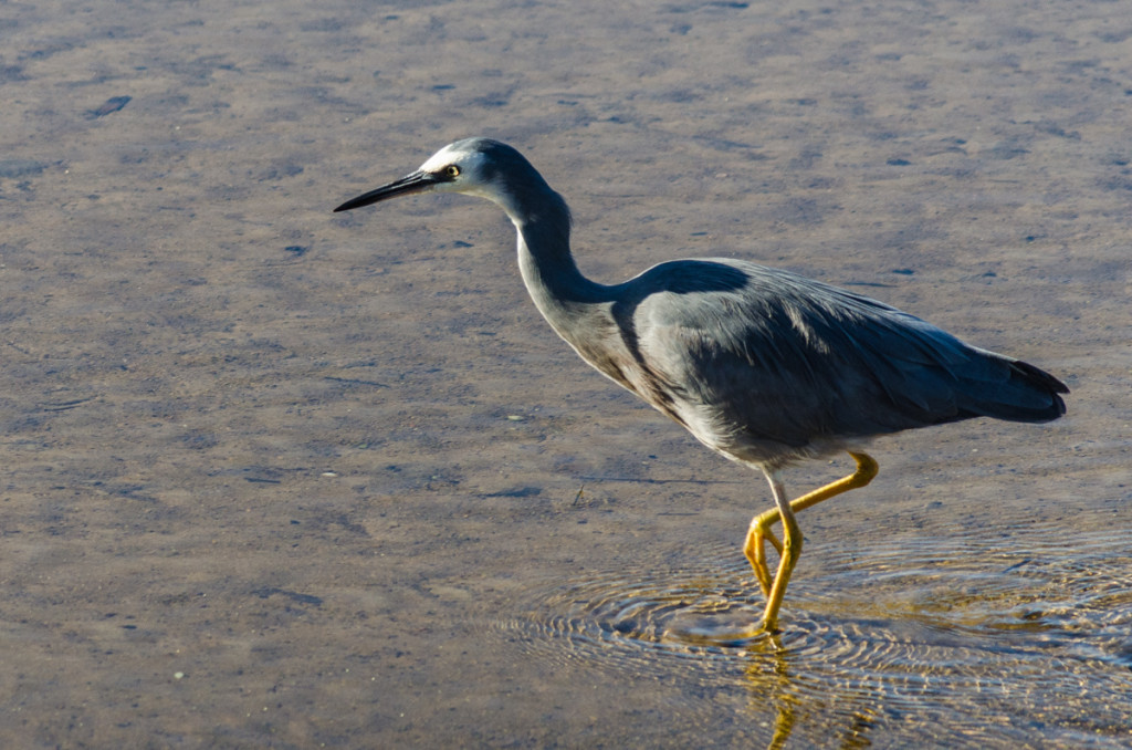 Heron, Abel Tasman Coast Track