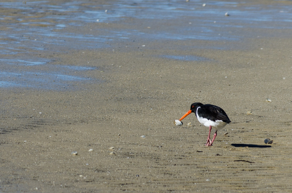 An oystercatcher bird, Torrent Bay