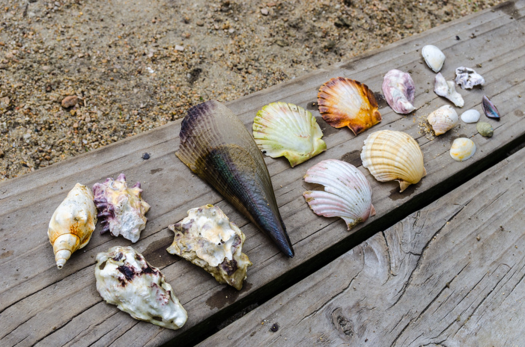 Sea shell collection, Awaroa Hut, Abel Tasman Coast Track