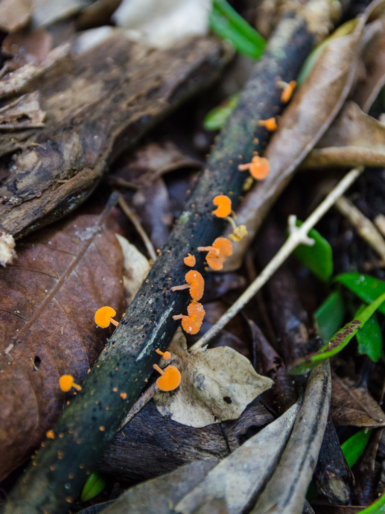 Fungi, Abel Tasman Coast Track