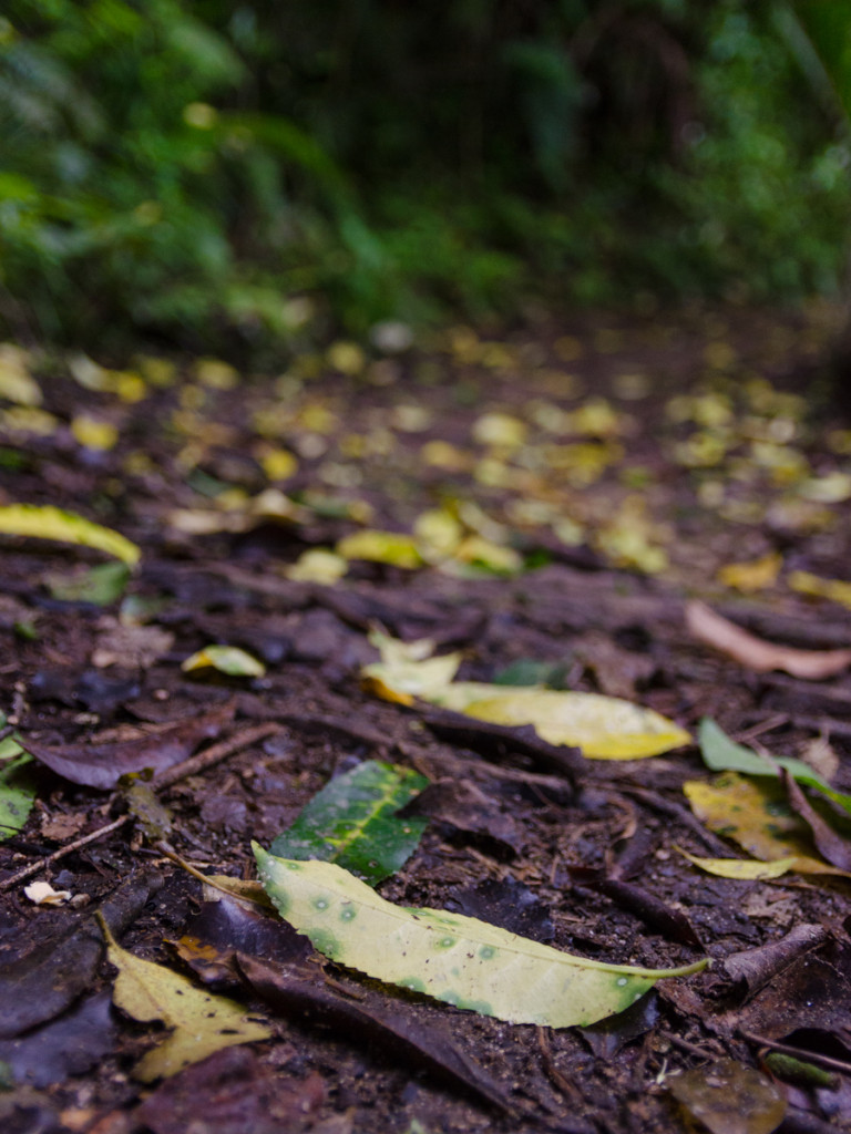 Fallen leaves, Abel Tasman Coast Track