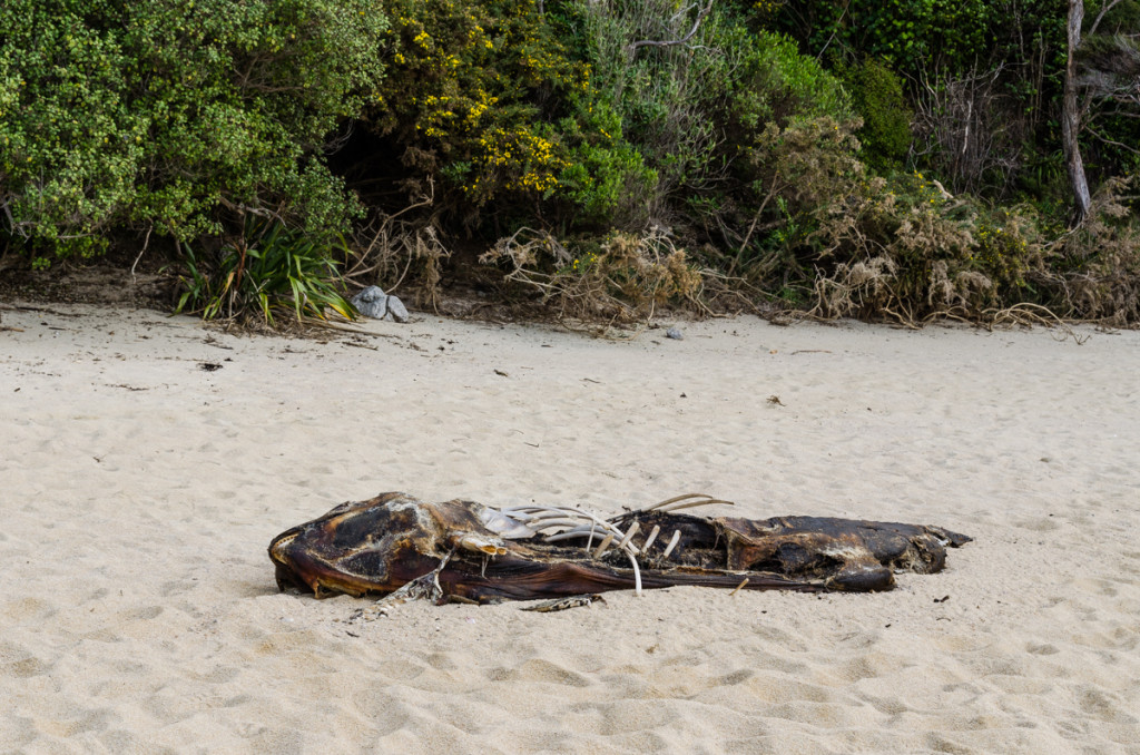 Dead fish by Anapai Bay, Abel Tasman Coast Track