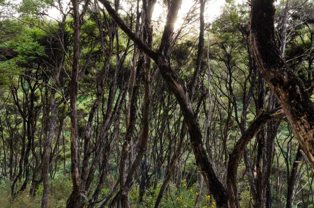 Forest in Abel Tasman Coast Track