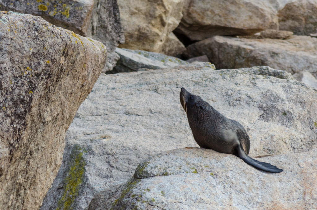 Fur seal at Separation Point, Abel Tasman Coast Track