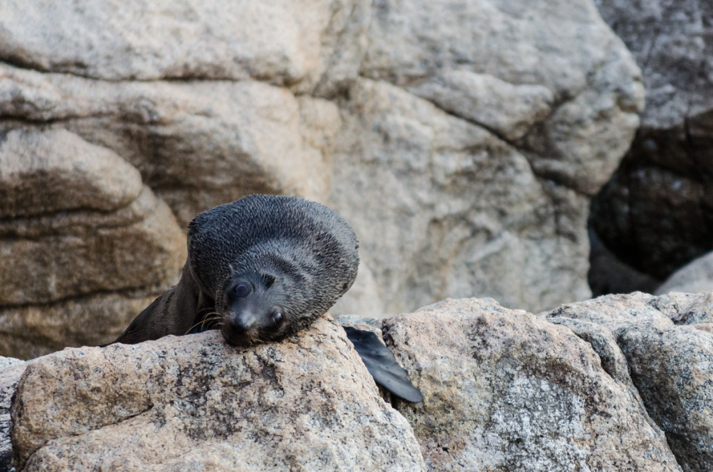 Fur seal at Separation Point, Abel Tasman Coast Track