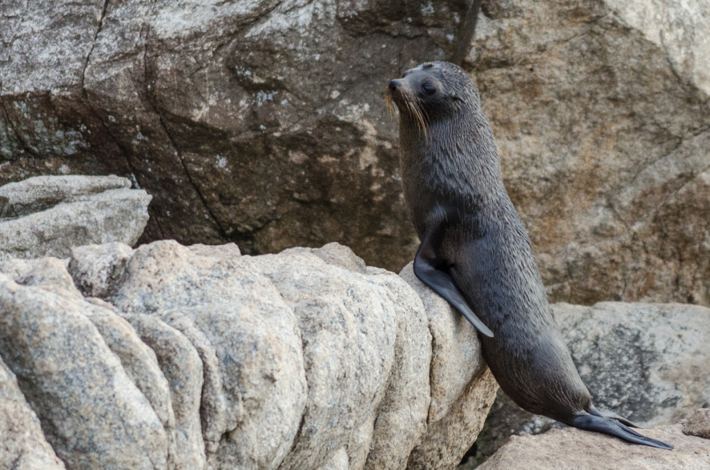 Fur seal at Separation Point, Abel Tasman Coast Track