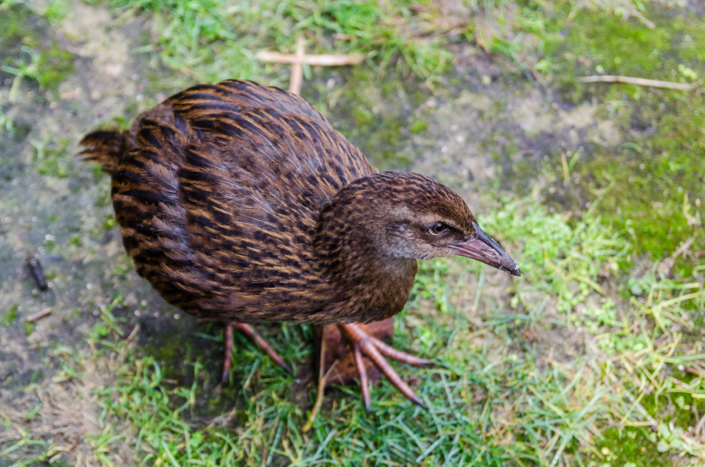 Weka by Whariwharangi Hut, Abel Tasman Coast Track