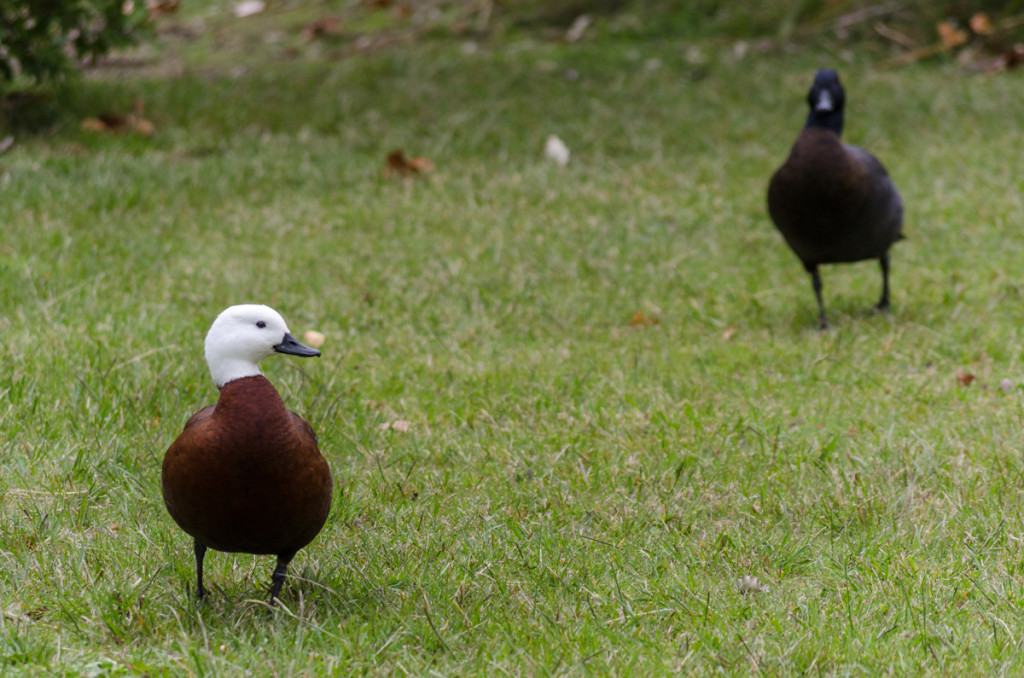 Ducks at Totaranui, Abel Tasman Coast Track